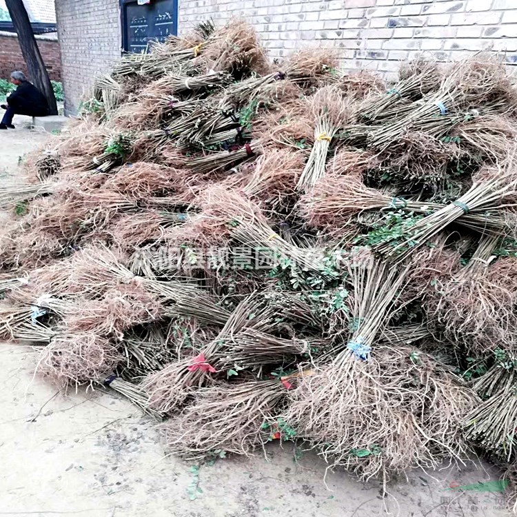 江苏紫穗槐产地 紫穗槐1米高多少钱