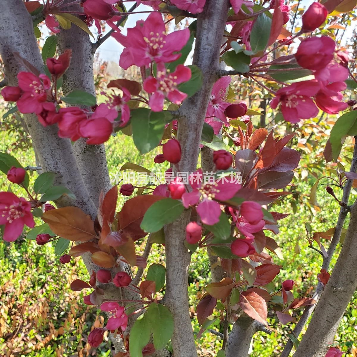 北美海棠树苗 红叶海棠4公分粗价格