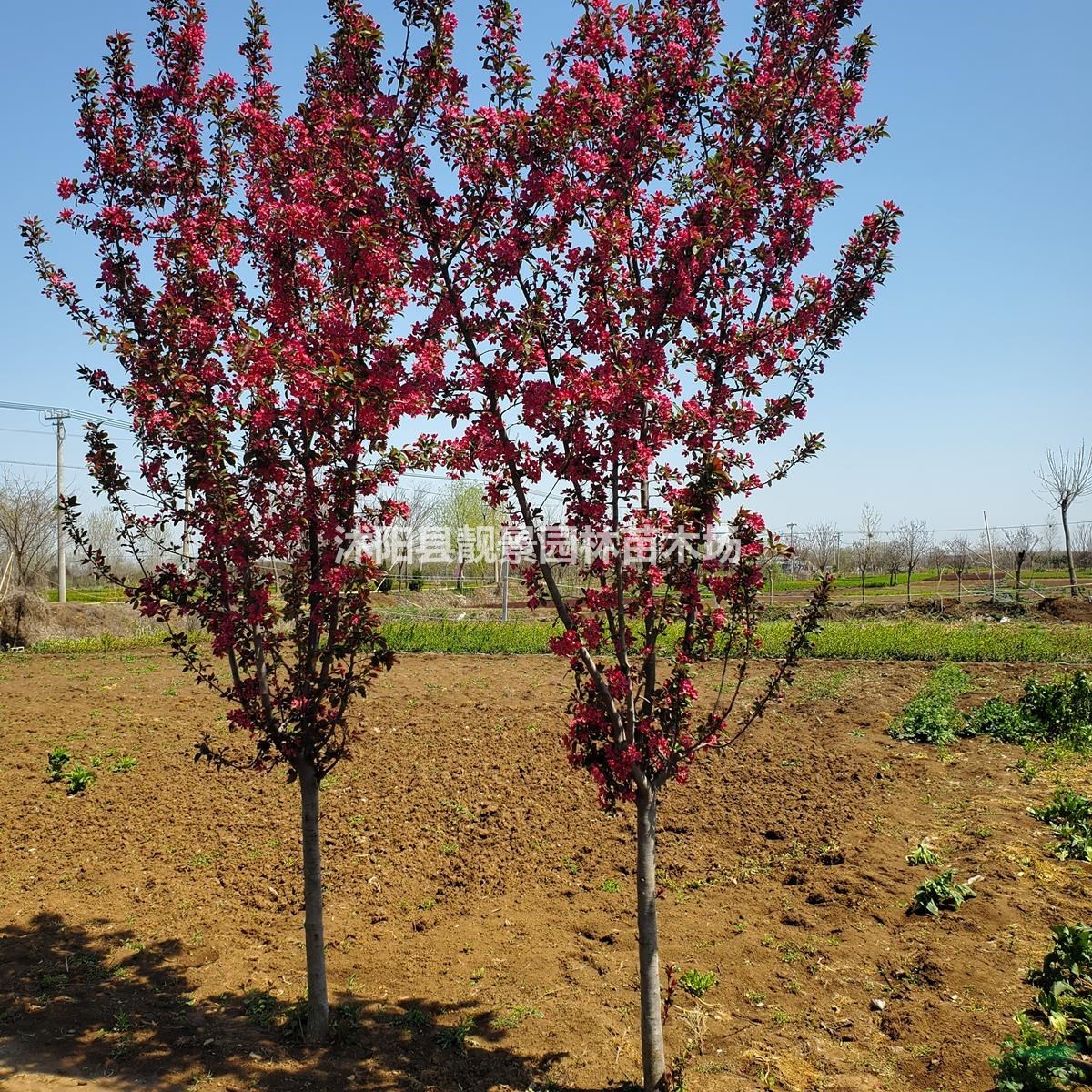 北美海棠树苗 红叶海棠4公分粗价格