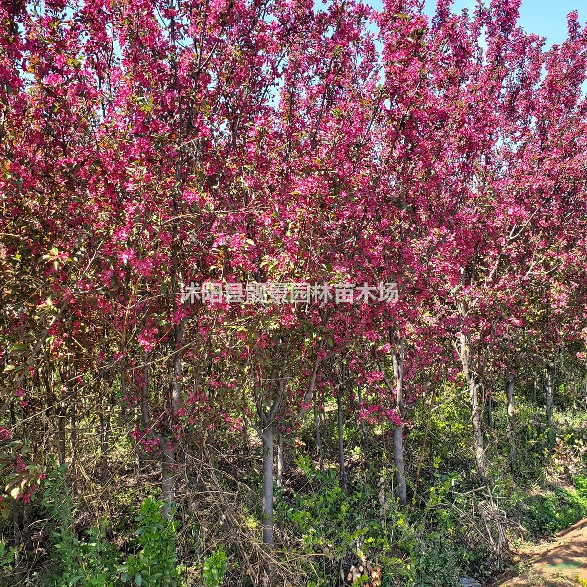 北美海棠树苗 红叶海棠4公分粗价格