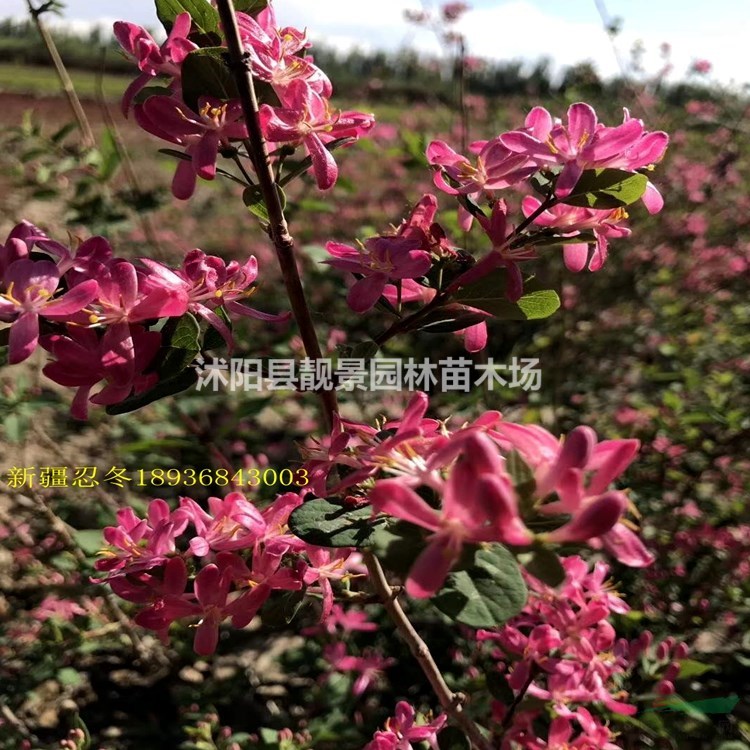 新疆忍冬基地 红花忍冬一株多少钱