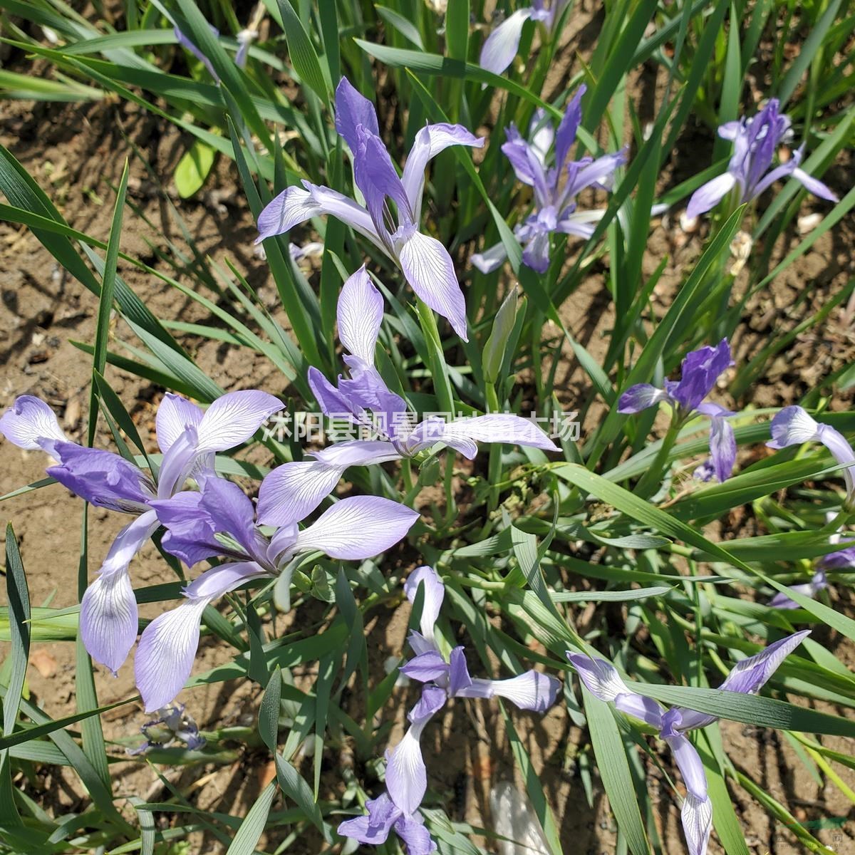 马蘭花草花基地 马兰苗一株多少钱