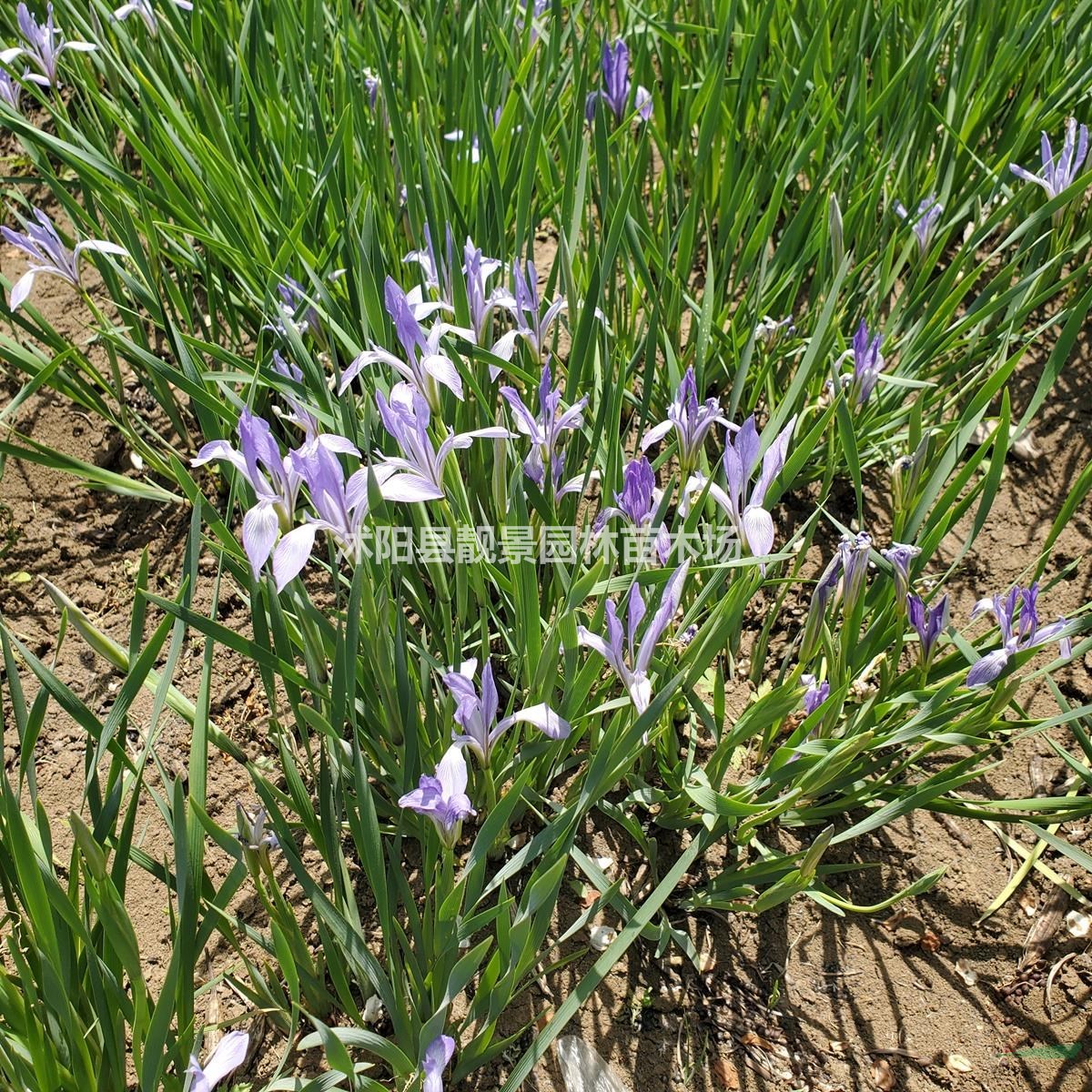 马蘭花草花基地 马兰苗一株多少钱