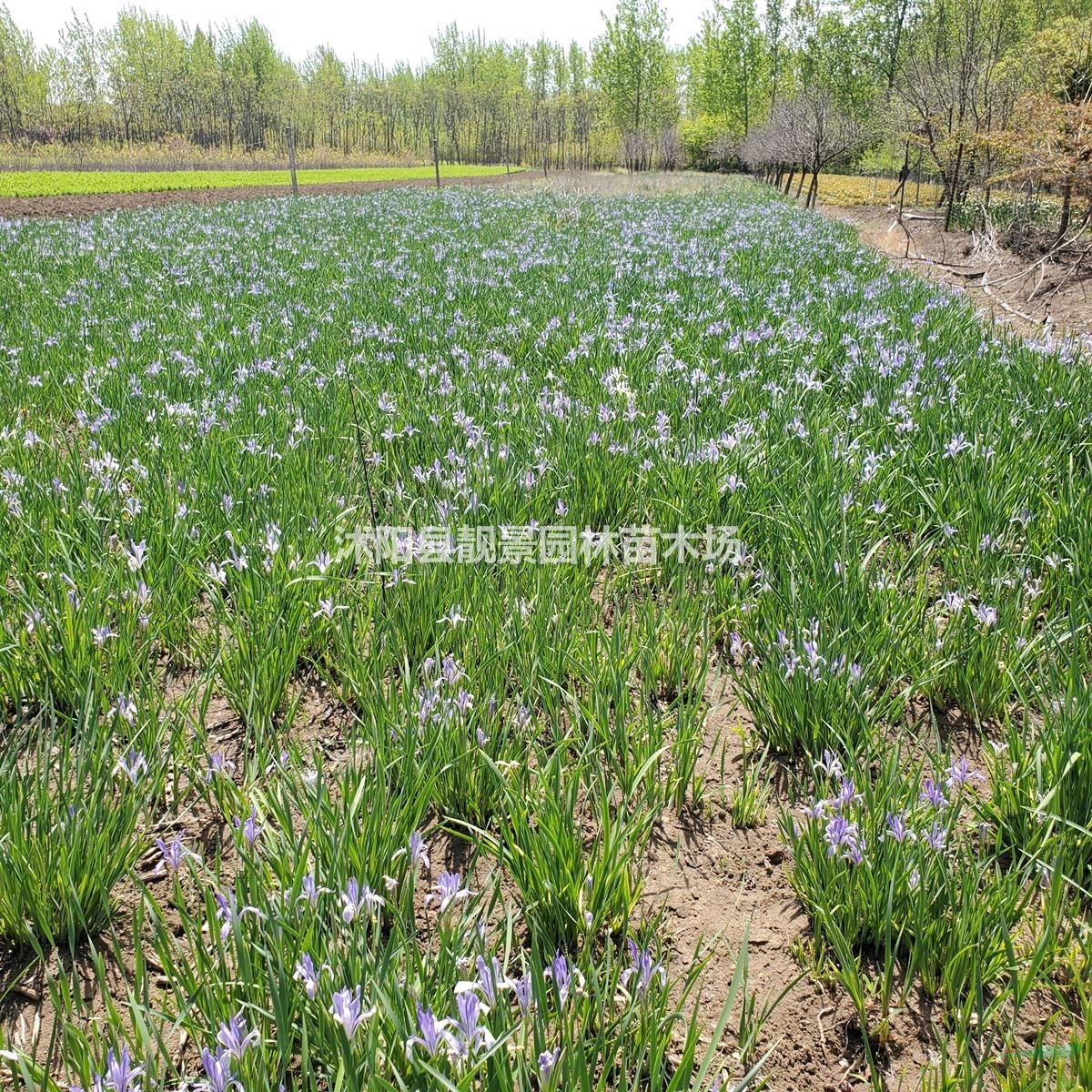 马蘭花草花基地 马兰苗一株多少钱