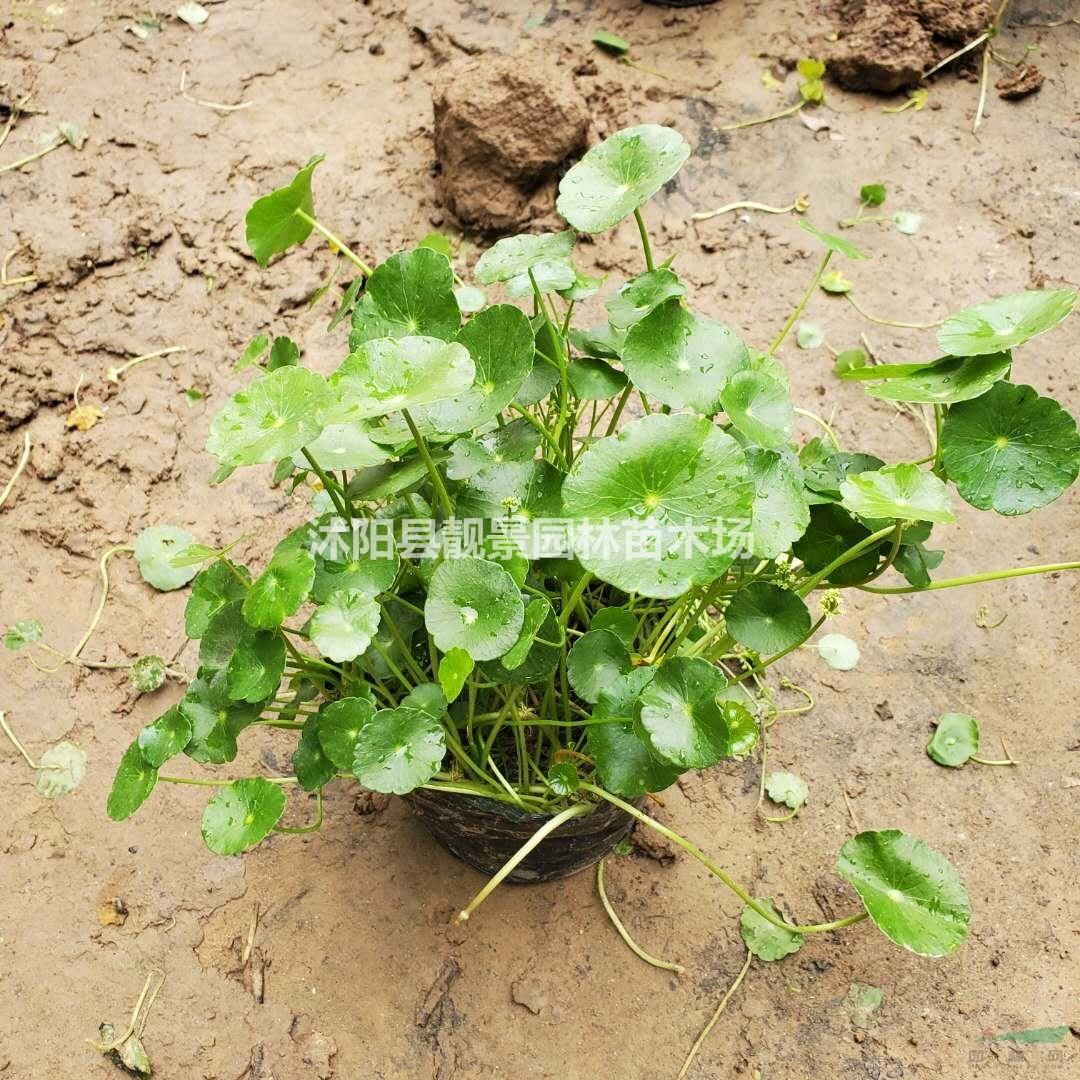 铜钱草水生植物 铜钱草一株多少钱