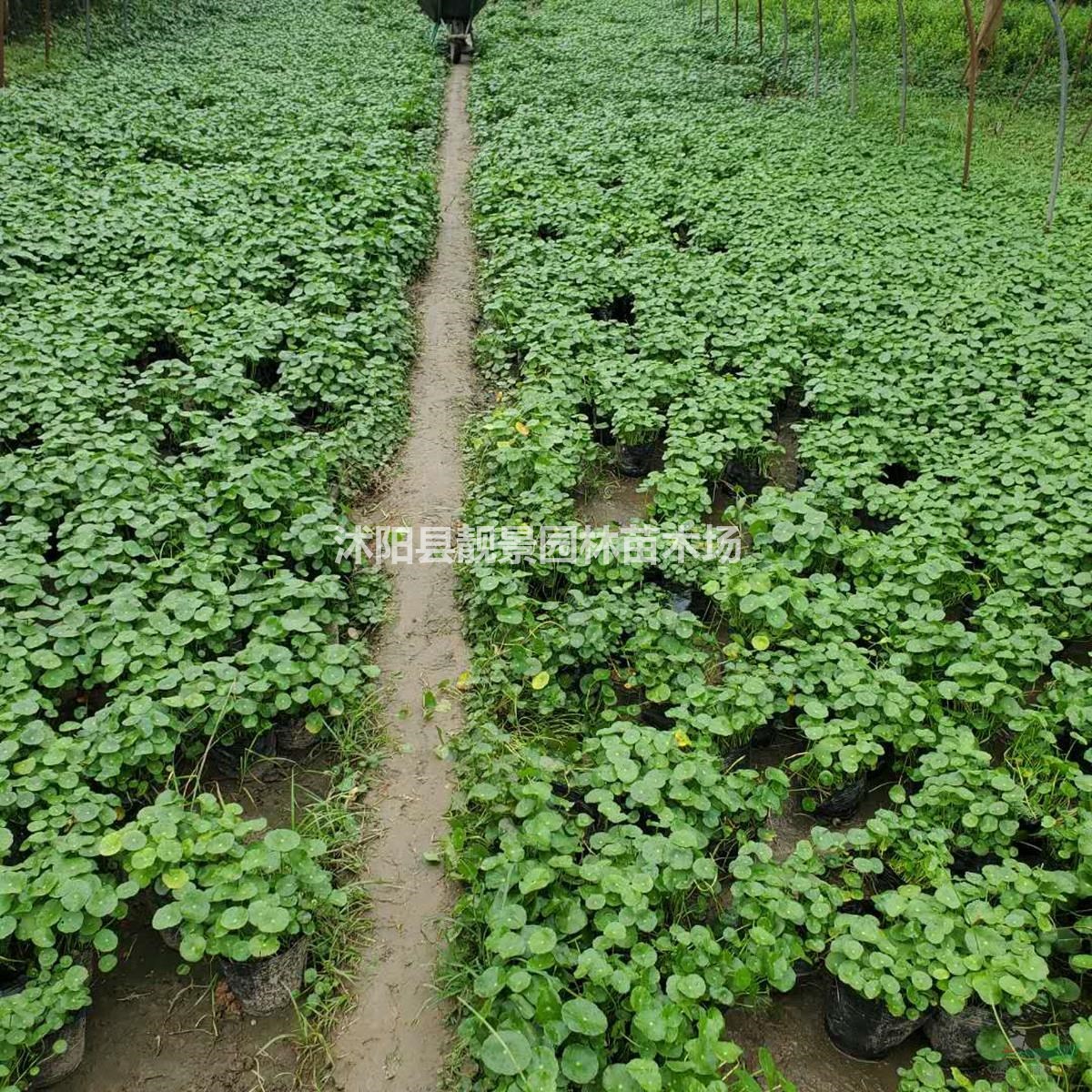 铜钱草水生植物 铜钱草一株多少钱
