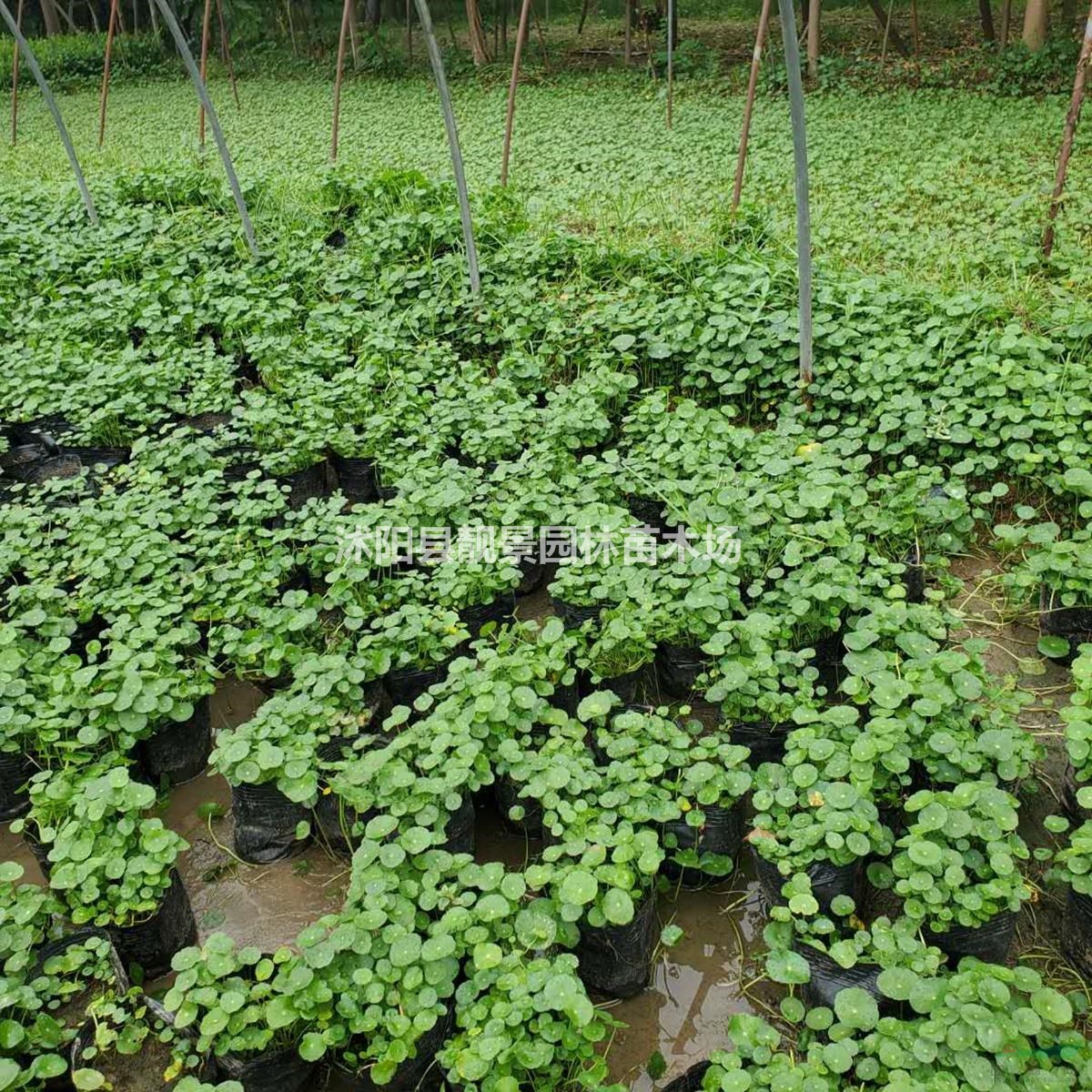 铜钱草水生植物 铜钱草一株多少钱
