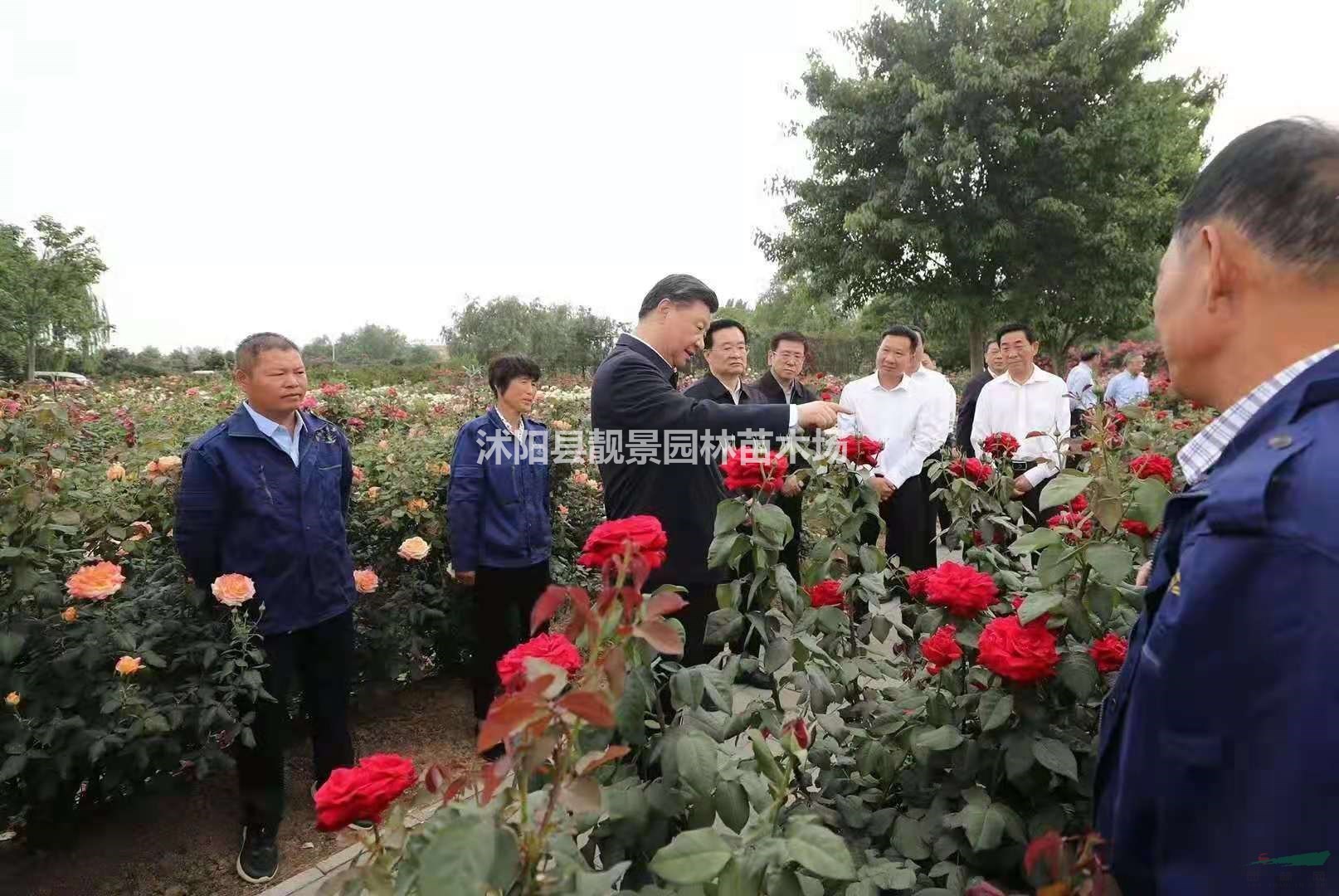 大花月季基地价格