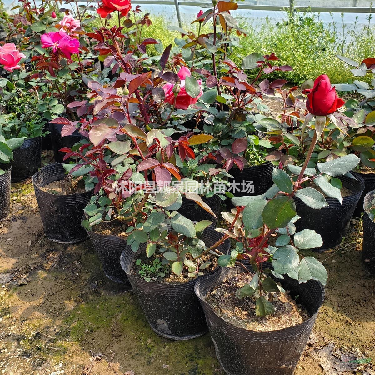 大花月季基地价格