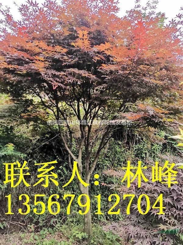 中国最大的红枫基地配送中心