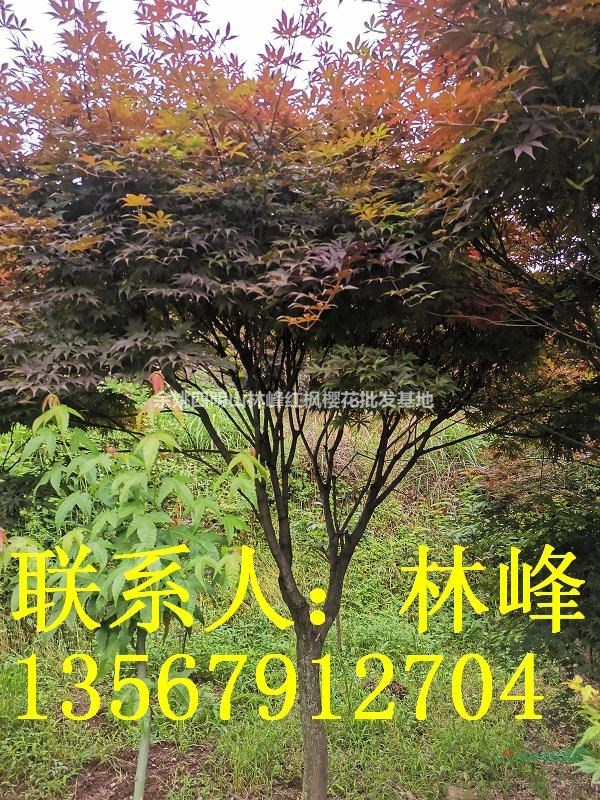 中国最大的红枫基地配送中心