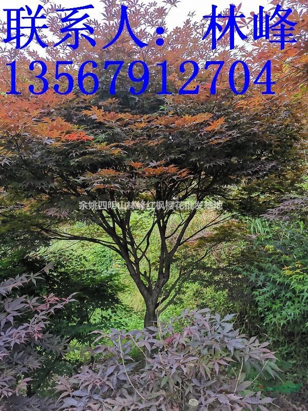 中国最大的红枫基地配送中心