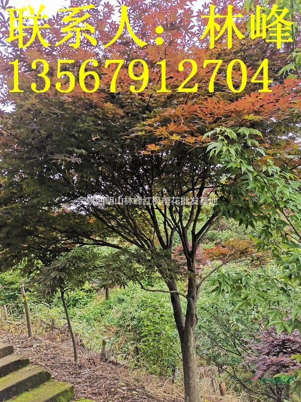 红枫最美的季节