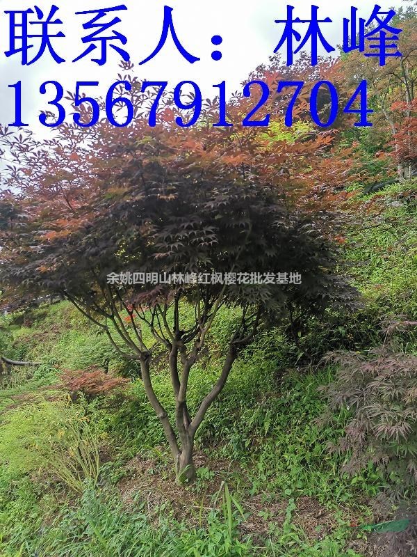 红枫最美的季节