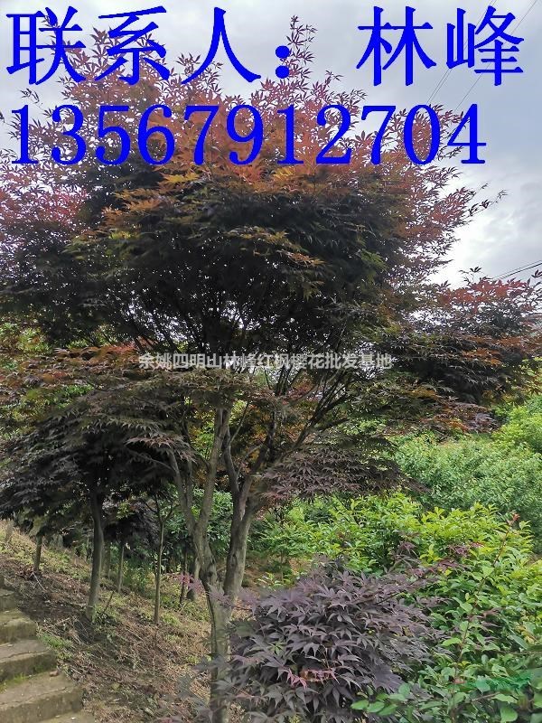 红枫最美的季节