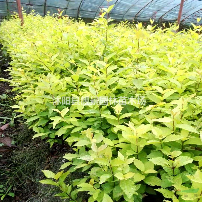 金叶榆绿篱苗 金叶榆行情 金叶榆图片 金叶榆产地价格