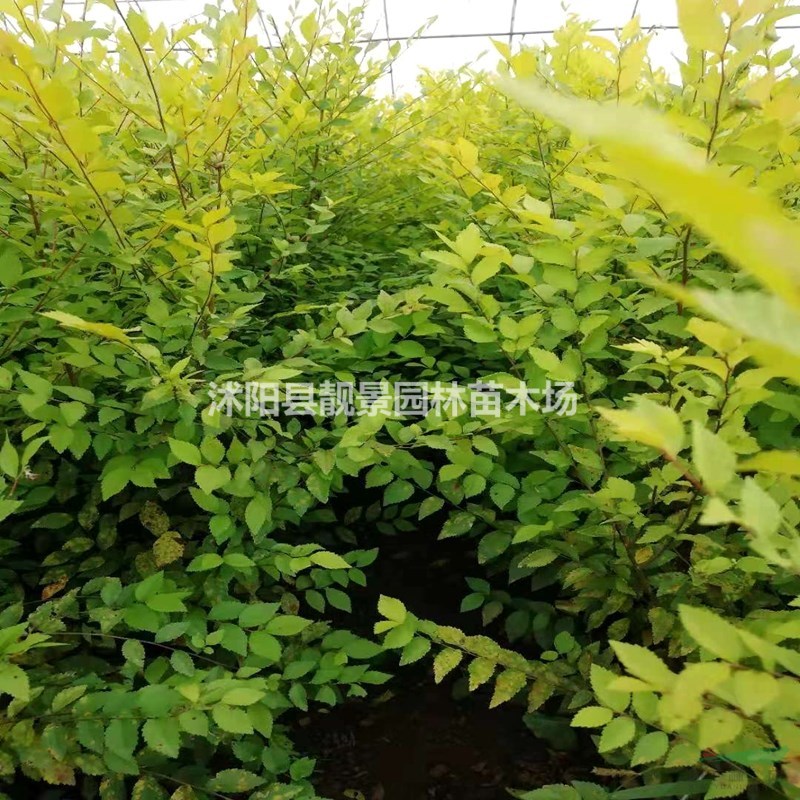 金叶榆绿篱苗 金叶榆行情 金叶榆图片 金叶榆产地价格
