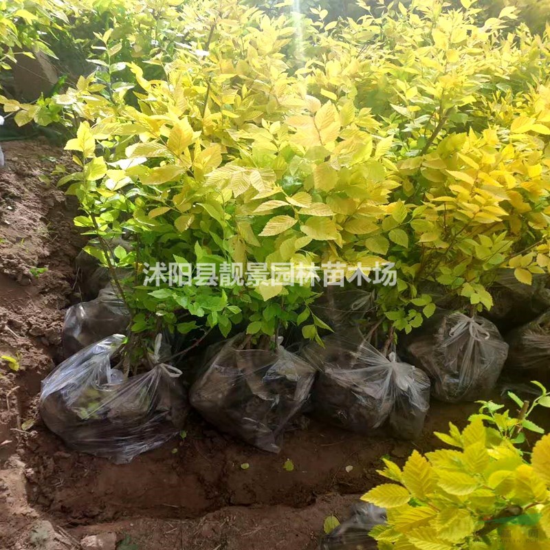 金叶榆绿篱苗 金叶榆行情 金叶榆图片 金叶榆产地价格