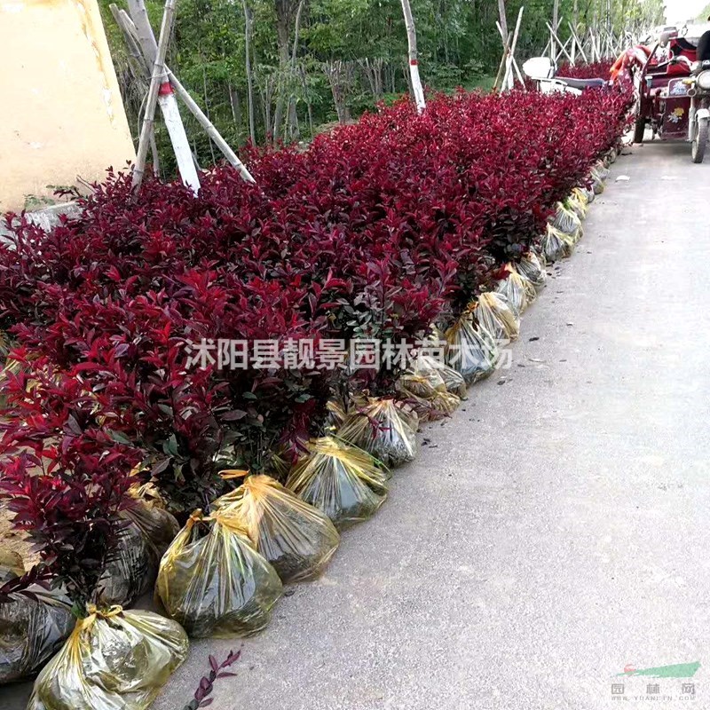 紫叶矮樱产地 紫叶矮樱行情 紫叶矮樱图片 价格