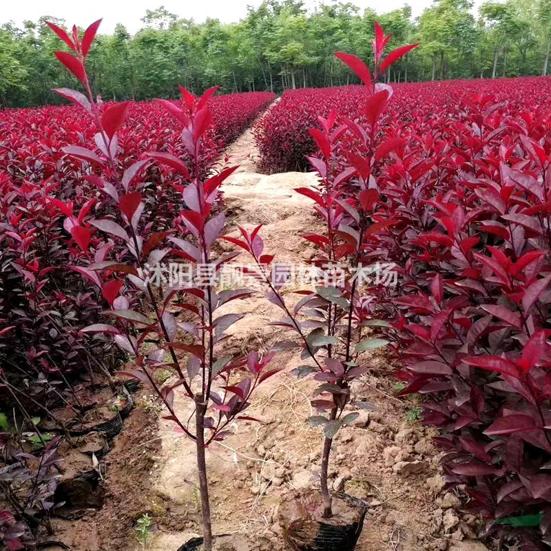 紫叶矮樱产地 紫叶矮樱行情 紫叶矮樱图片 价格