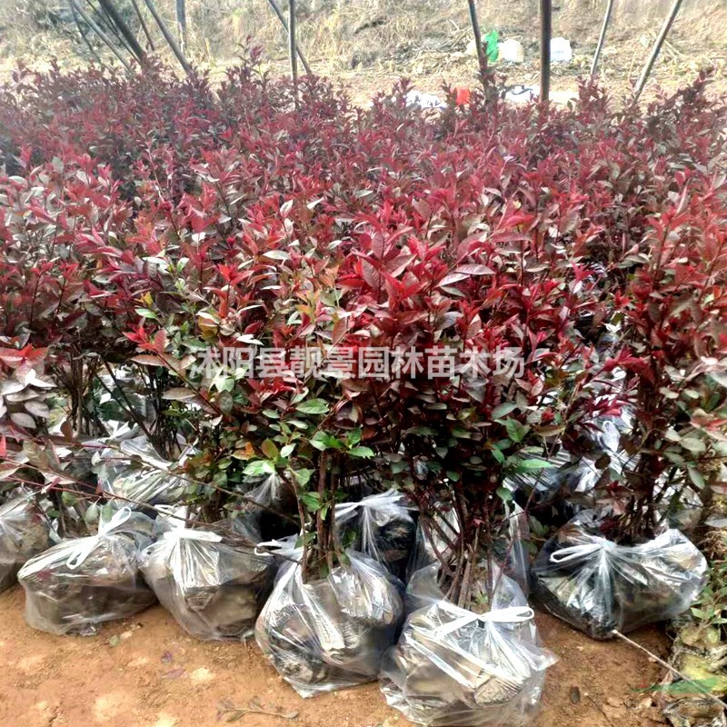 紫叶矮樱产地 紫叶矮樱行情 紫叶矮樱图片 价格