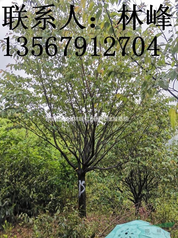 浙江樱花批发基地