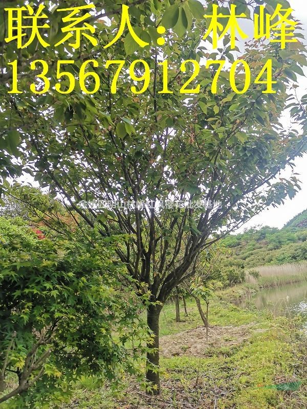 浙江樱花批发基地