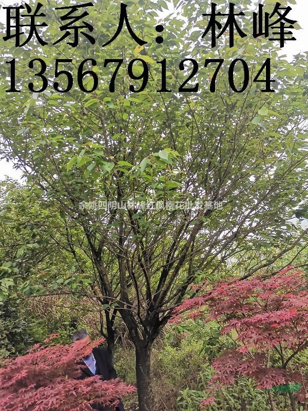 浙江樱花批发基地