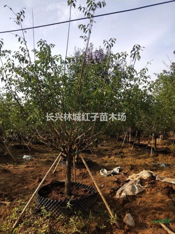 紅梅浙江的