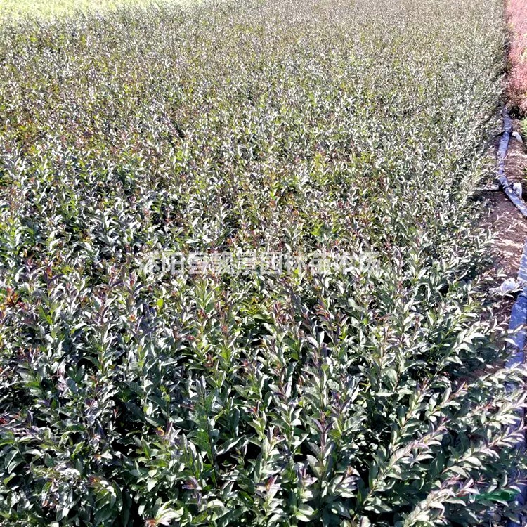 紫叶水蜡产地 紫叶水蜡行情 紫叶水蜡图片 价格