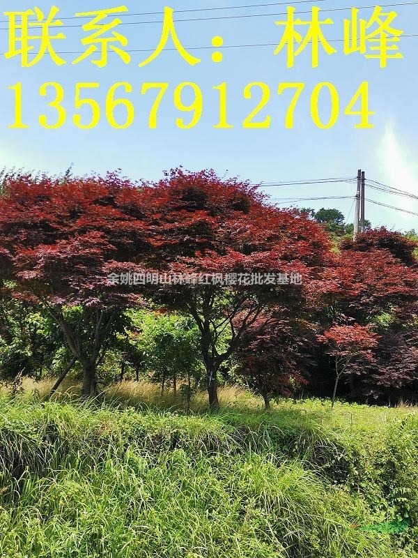 浙江红枫基地