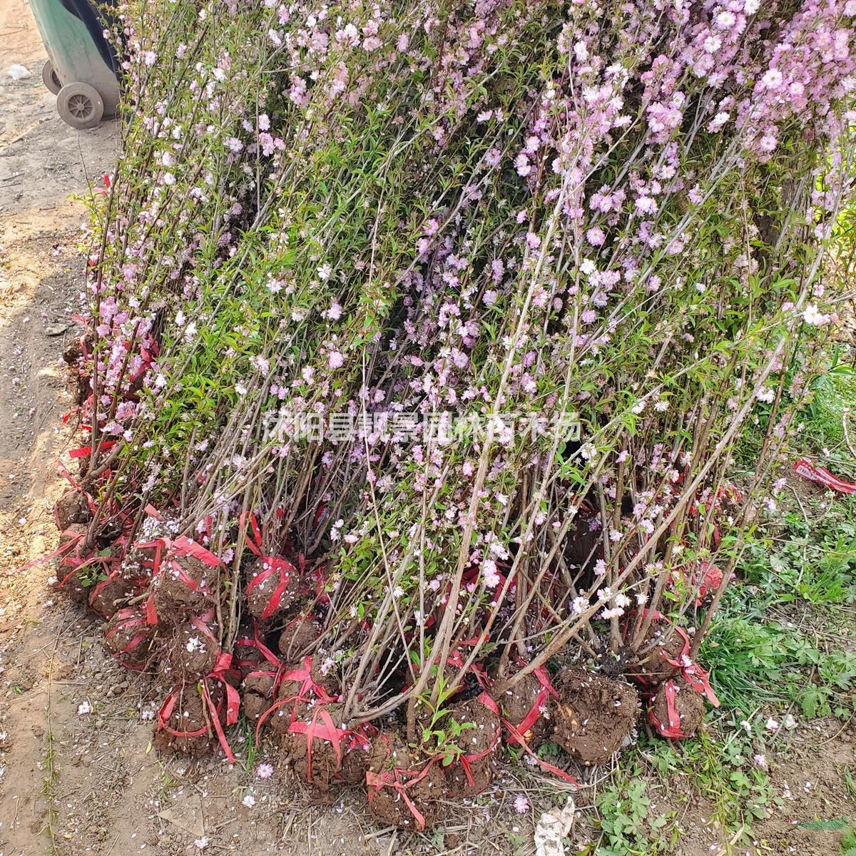 丛生榆叶梅 榆叶梅毛球 大花榆叶梅行情 图片 榆叶梅价格