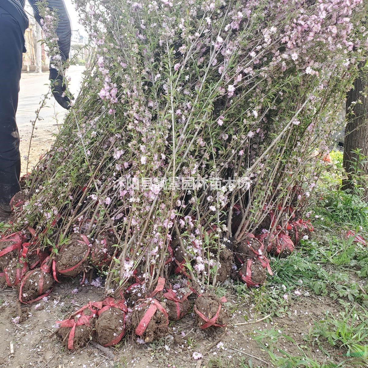 丛生榆叶梅 榆叶梅毛球 大花榆叶梅行情 图片 榆叶梅价格