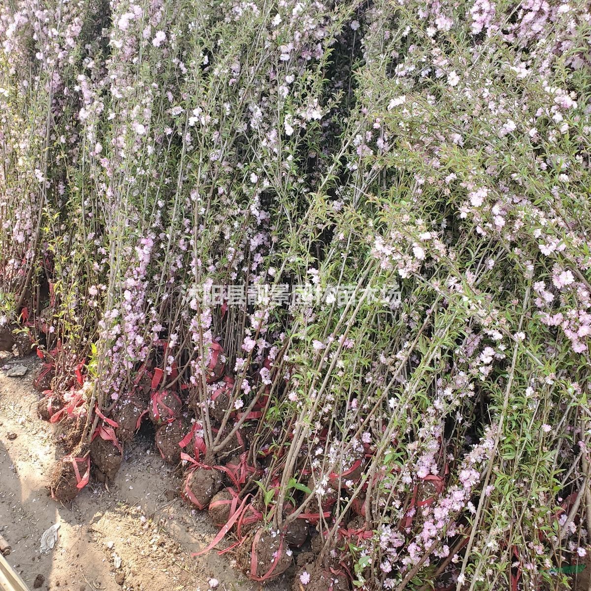 丛生榆叶梅 榆叶梅毛球 大花榆叶梅行情 图片 榆叶梅价格