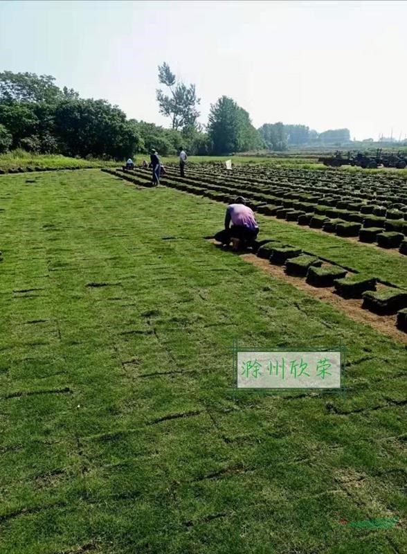 供应新鲜 优质 马尼拉  百慕大 四季青