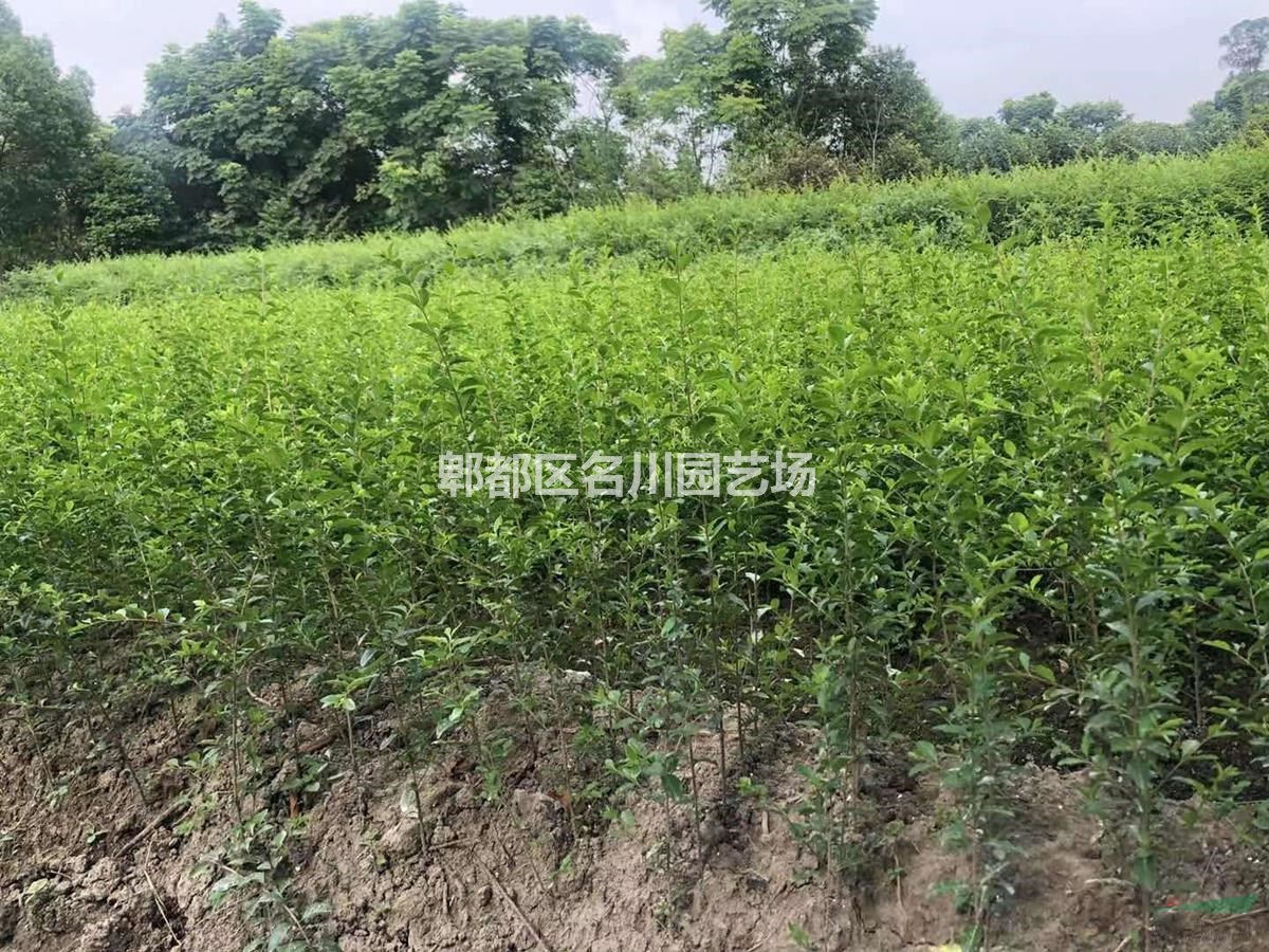 贵州女贞花木基地_大叶女贞杯苗价格_绿篱批发价_小叶女贞种植基地