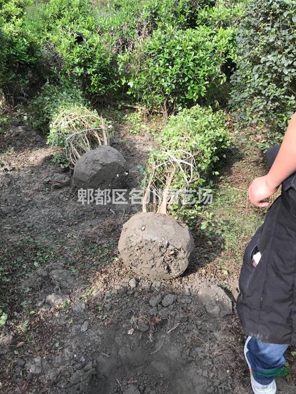 贵州女贞花木基地_大叶女贞杯苗价格_绿篱批发价_小叶女贞种植基地