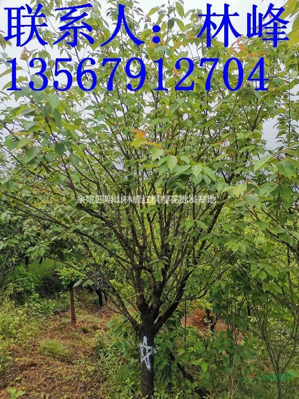 日本晚樱哪里最多