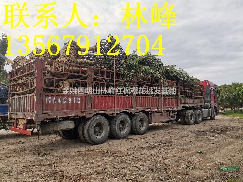 日本晚樱哪里最多