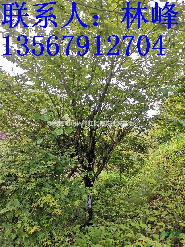 日本晚樱哪里最多