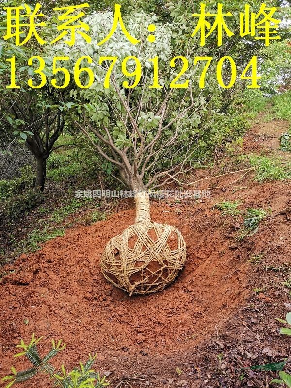 日本晚樱最便宜的地方