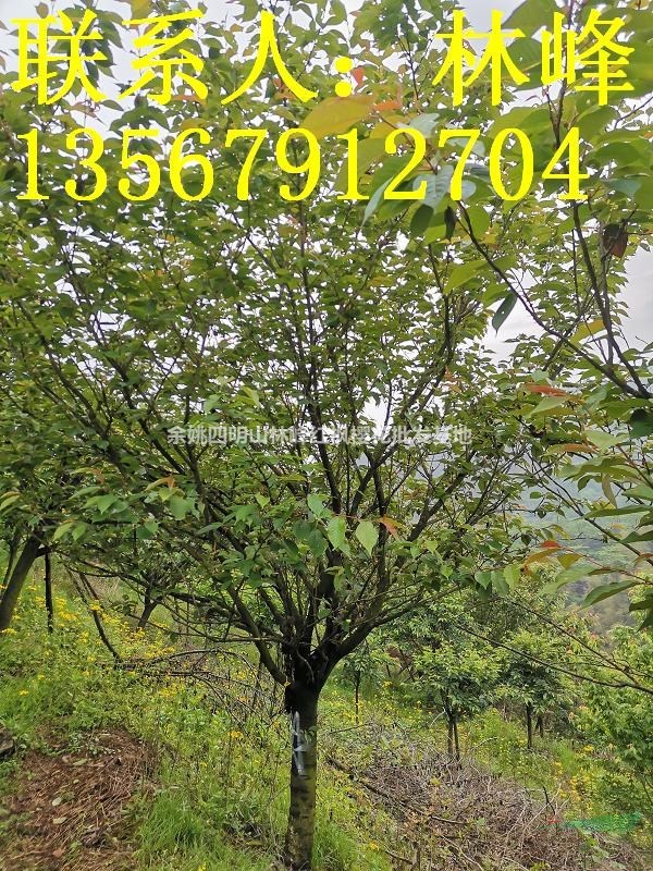 日本晚樱最便宜的地方