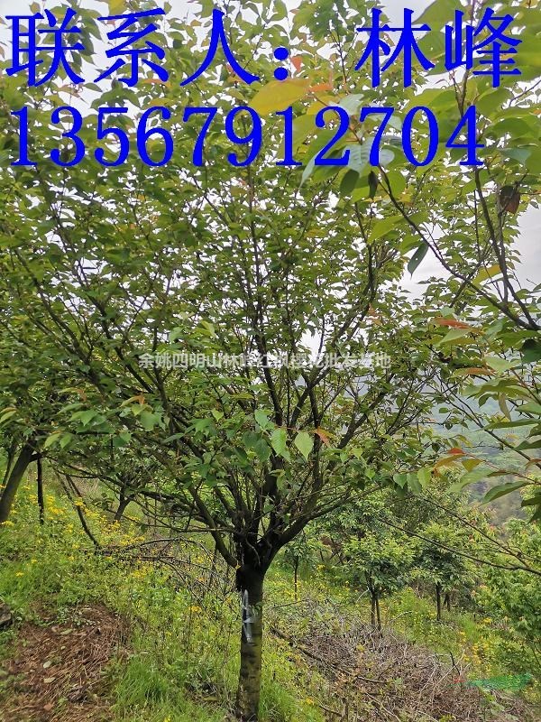 日本晚樱最便宜的地方