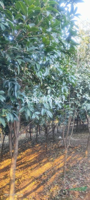 安徽江苏地区供应15公分桂花树