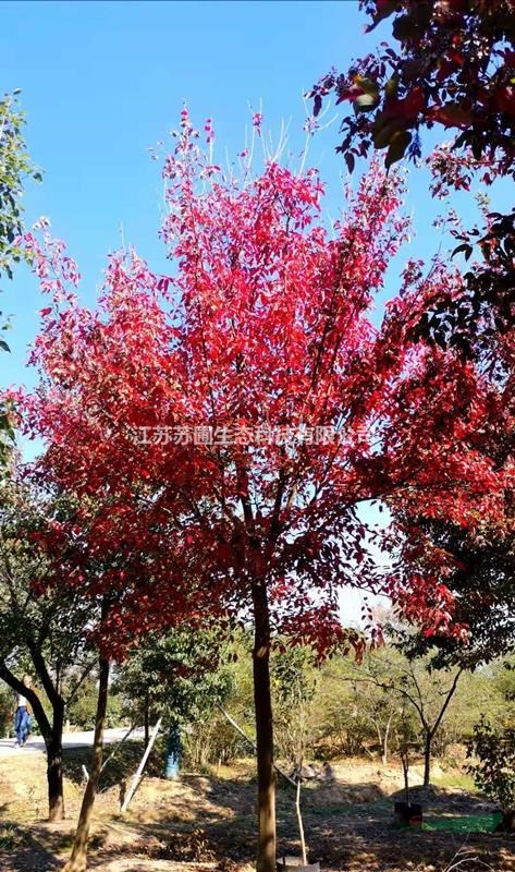 江蘇金陵紅三角楓哪里便宜/江蘇金陵紅三角楓行情報(bào)價(jià)