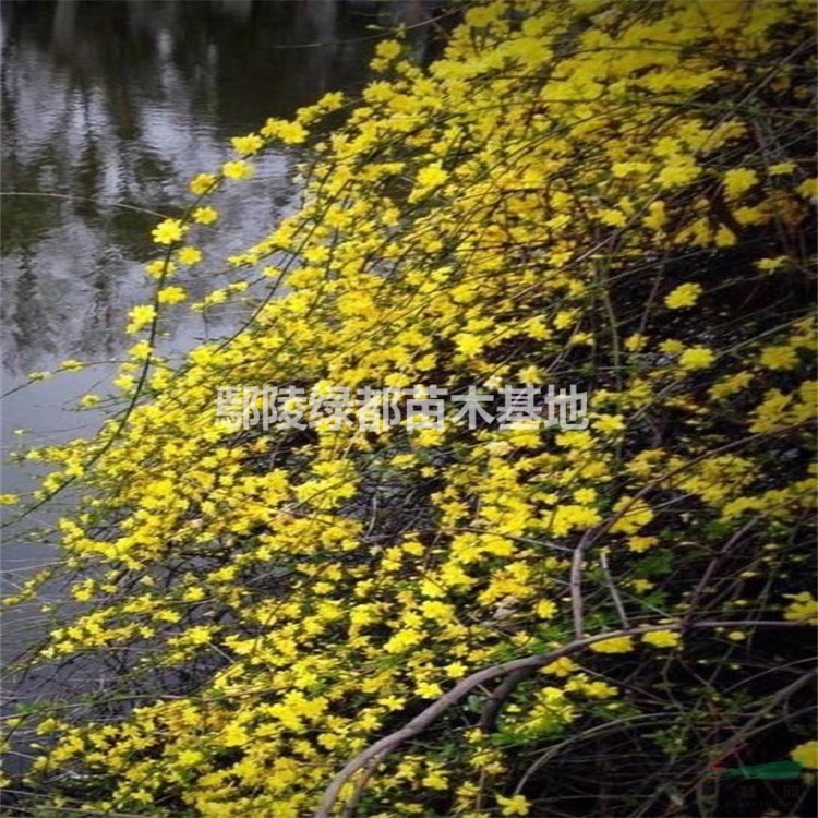 连翘批发 连翘价格 连翘花基地 连翘苗圃批发