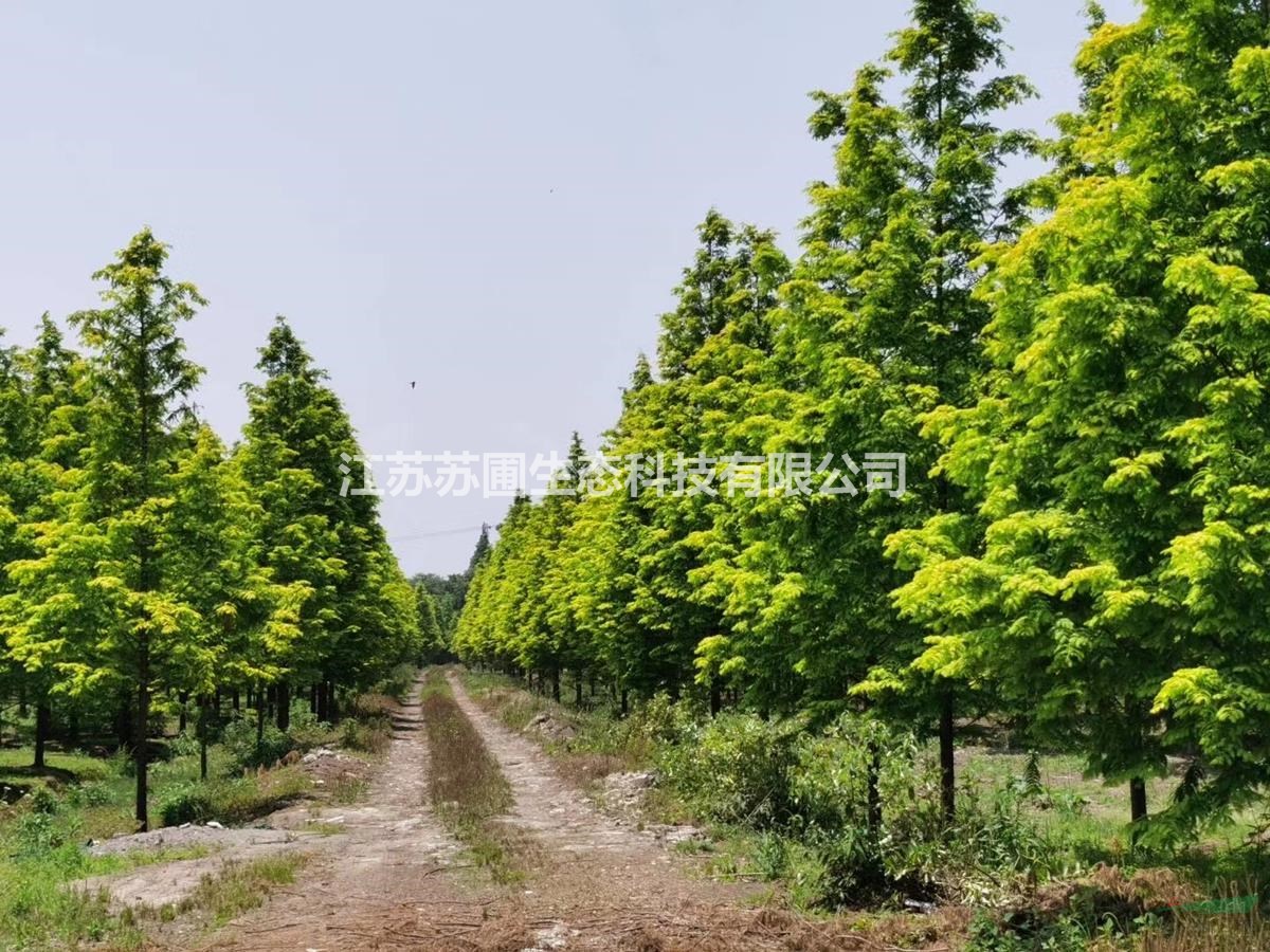 江蘇蘇圃生態(tài)金葉水杉苗圃基地/江蘇金葉水杉量大優(yōu)惠