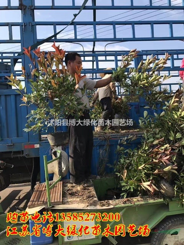 供應紅葉石楠大桶苗冠幅50公分-60公分紅葉石楠價格優(yōu)惠