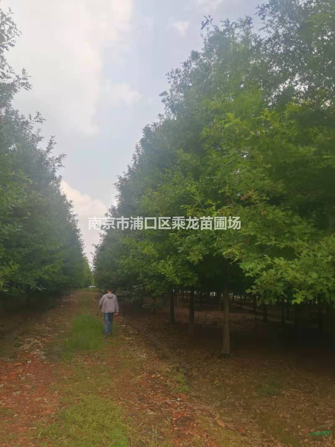 16公分娜塔櫟_基地16公分娜塔櫟價格產(chǎn)地量大