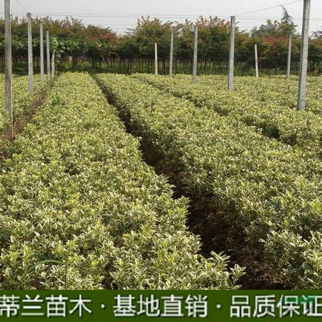 江蘇金邊黃楊批發(fā)價(jià)格便宜，這是今天從基地實(shí)拍的金邊黃楊圖片，